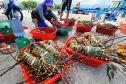 Vụ tiêu hủy 180.000 con tôm hùm giống nhập lậu: Vì sao không thể đấu giá, thả về tự nhiên?