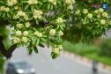Hoa sữa Hà Nội: tội đồ là mấy ông nhạc sĩ...