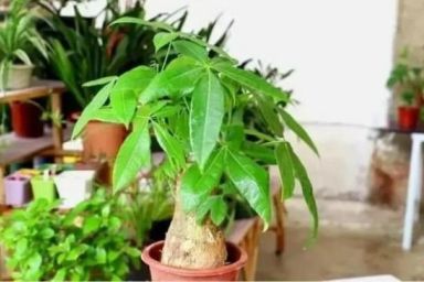 6 loại cây cảnh hiếm khi nở hoa, nhưng khi nở được xem là “điềm báo may mắn” cho gia chủ