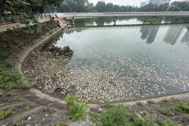 Hà Nội: Cá chết nổi trắng hồ điều hòa Công viên Nghĩa Đô