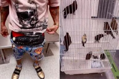 Giấu 10 con chim sống trong quần lót để nhập cảnh Mỹ, người đàn ông Cuba bị bắt tại Miami