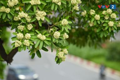 Hoa sữa Hà Nội: tội đồ là mấy ông nhạc sĩ...