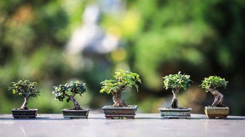 Tử vi 12 con giáp hôm Thứ Sáu 12/06/2026: tuổi Dần khởi sắc và tràn đầy năng lượng