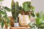 3 loại cây nên trồng trong nhà ngay mùa xuân này