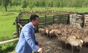 Trang trại nuôi hươu bán hoang dã của doanh nghiệp Việt ở Siberia – Liên bang...