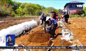 Lớp học làm nông nghiệp cho người Việt mắc kẹt tại Nhật