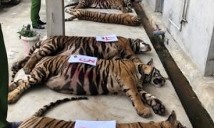 Bắt tạm giam 1 bị can trong vụ nuôi nhốt 17 con hổ dưới hầm