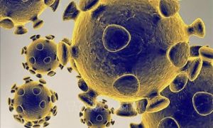 Giới khoa học chỉ ra những điểm khác nhau giữa bệnh COVID-19 và sốt xuất huyết