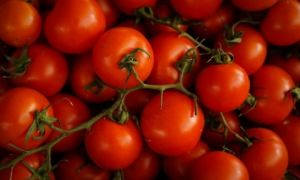 Nhật Bản bán cà chua chỉnh sửa gen giúp giảm căng thẳng và sợ hãi