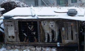Hàn Quốc loay hoay tìm cách cấm ăn thịt chó