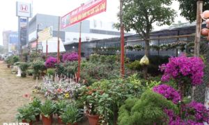 Hoa Tết tràn ngập các nhà vườn ở Nghệ An nhưng vắng khách mua hàng