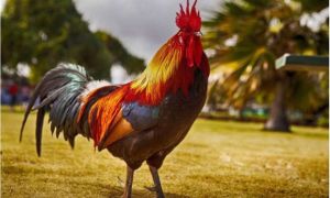 Tại sao người Việt lại thường ưu tiên chọn gà trống trong mâm cúng giao thừa?
