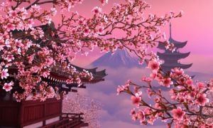 Sự mong manh của anh đào Sakura và tinh thần Nhật Bản