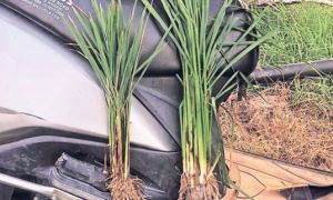 Giải mã virus bí ẩn khiến cây lúa Ấn Độ ngắn ngủn, còi cọc