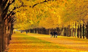 Ngắm mùa thu lá vàng thơ mộng tại Đức