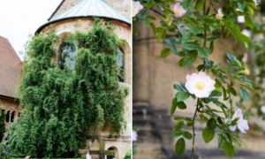 Bụi hồng nghìn tuổi vẫn ra hoa ở Đức