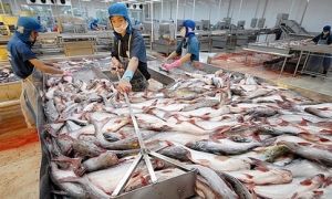 Việt Nam là nguồn cung cá thịt trắng thứ 6 cho Đức