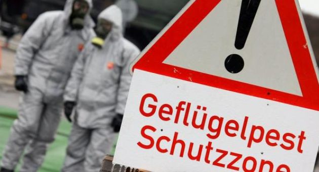 Đức tiêu hủy 21.000 con gia cầm nghi bị nhiễm virus cúm H5N8