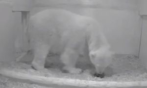 Gấu mẹ ăn thịt con chết lúc đẻ trong vườn thú Đức