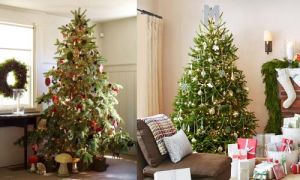 Những bí mật bất ngờ và thú vị về cây thông Noel