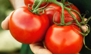 25 lợi ích kỳ diệu khi bạn ăn 1 quả cà chua mỗi ngày