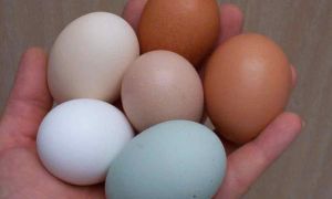 Chuyên gia khẳng định: Ăn trứng gà theo cách này, lợi ích thì ít mà tác hại vô...