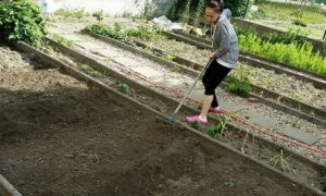 Bà mẹ Việt ở Đức bận rộn con nhỏ vẫn quyết tự cuốc đất, đào gạch để trồng rau...