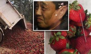 Nông dân Úc phá sản vì vụ găm kim vào dâu tây; nghi phạm là người gốc Việt