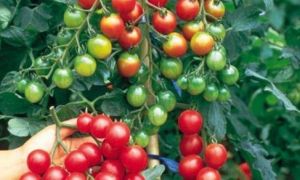 Cách trồng cà chua trong thùng xốp luôn sai quả và xanh tốt