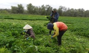 Cuộc sống vất vả mưu sinh của những người Việt trồng rau tại Nga