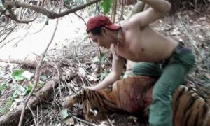 Thái Lan bắt 2 người Việt nghi săn trộm hổ quý