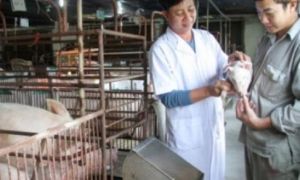 Năm mới nói chuyện làm ăn: Việt kiều bỏ trời Tây về quê...nuôi lợn