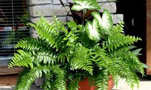 Làm sạch không khí trong nhà bằng cách trồng các loại cây xanh quen thuộc