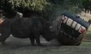 Tê giác húc ôtô lộn nhào nhiều vòng trong công viên Đức
