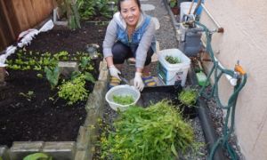Cô chủ tiệm nail trồng vườn rau Việt ở Mỹ để bớt nhớ quê nhà