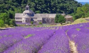 Lạc giữa sắc tím mộng mơ của cánh đồng oải hương lớn nhất nước Pháp
