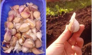 Mẹ Việt ở Nga chỉ cách trồng tỏi mùa đông không cần chăm bón