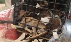Ăn thịt chó, nhóm lao động Việt ở Đài Loan bị phạt gần 800 triệu đồng