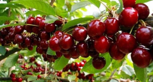 Học người Mỹ cách trồng cherry tại nhà cho quả sai trĩu cành, ăn quanh năm...