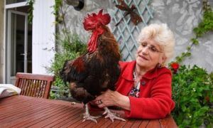 Hàng xóm kiện gà vì tội ‘gáy từ sáng sớm‘ gây chấn động nước Pháp