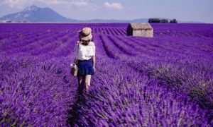Sống ảo ở những vùng Lavender trên nước Pháp
