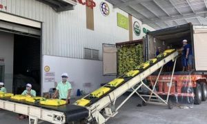 Vượt rào cản, gạo Việt tự tin vào thị trường EU