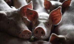 Đức phát hiện trường hợp lợn rừng nghi nhiễm dịch tả lợn châu Phi
