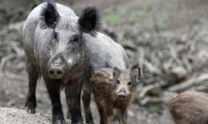 Đức ghi nhận trường hợp lợn rừng mắc bệnh tả lợn châu Phi đầu tiên