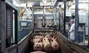 Đức tạm ngừng xuất khẩu thịt lợn ra ngoài EU do dịch tả lợn châu Phi