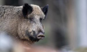 Đức xác nhận thêm 5 trường hợp lợn rừng nhiễm bệnh tả lợn châu Phi