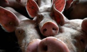 Đức phát hiện thêm ca mắc dịch tả lợn Châu Phi ở lợn rừng