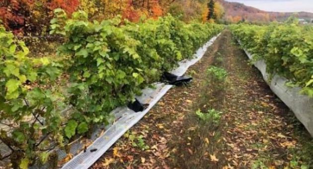 Canada: Mất trộm nửa tấn nho trong vườn ngay trước ngày thu hoạch