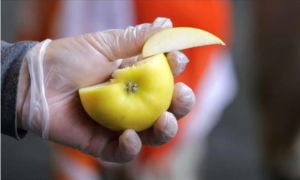 Đi Pháp, mang về Mỹ trái táo, bị quan thuế phạt $500