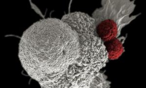 Tin vui: tìm ra chất làm thuốc trị ung thư mới khiến tế bào ung thư ‘chết đói‘